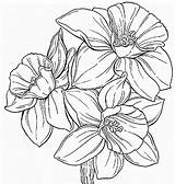 Daffodil Coloring Flower Pages Getcolorings sketch template