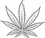 Leaf Cannabis Tattoo Weed Marijuana Drawing Plant Coloring Pot Drawings Pages Clipart Draw Joint Drugs Leaves Clip Simple Tattoos Stencils sketch template