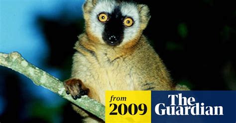 Madagascar S Lemurs In Danger From Political Turmoil And Timber Mafia