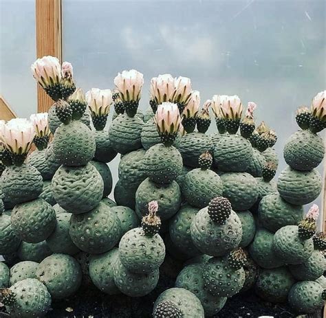 Can Someone Give Me A Name Because I Need This In My Collection R Cactus