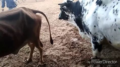 Cow And Ox Sex Vedio By Vehli Mandeer Entertainment Youtube