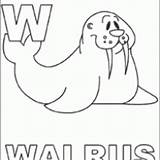 Walrus Alphabet Printable Coloring Print Click Wally Freeprintable sketch template