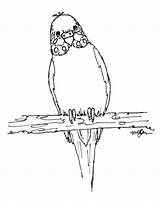 Budgie Pages Coloring Drawing 01a Budgies Colouring Drawings Printable Avatars Bird Getdrawings Papagaj Outline Getcolorings Stained Crtez Glass Paintingvalley Windows sketch template