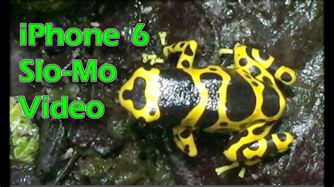 iphone 6 slo mo with my poison dart frogs leucomelas eating youtube