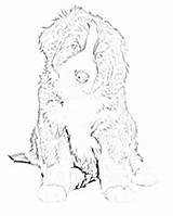 Bernese Mountain Dog Coloring Pages Dogs Color Puppy Printable Colouring Girl Sketch Designlooter Drawings Sheets Print Getdrawings Kids Getcolorings Choose sketch template