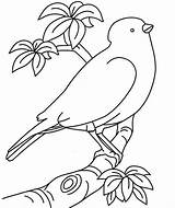 Burung Mewarnai Sketsa Anak Tk Belajar Paud Interaktif Sangkar Anakpintar sketch template