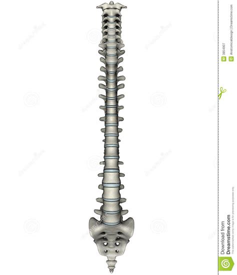 Human Spine Clipart 20 Free Cliparts Download Images On