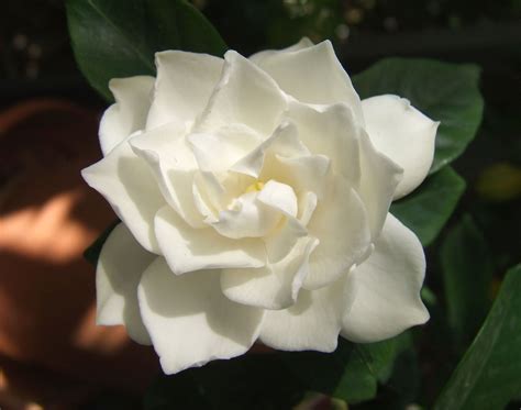 filewhite gardenia flowerjpg wikipedia   encyclopedia