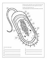 Cell Bacterial Coloring Worksheet Pdf Askabiologist Biologist Ask Attachment sketch template