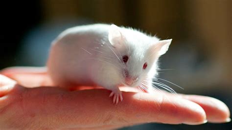 cure for deafness discovered by scientists after deaf mice have