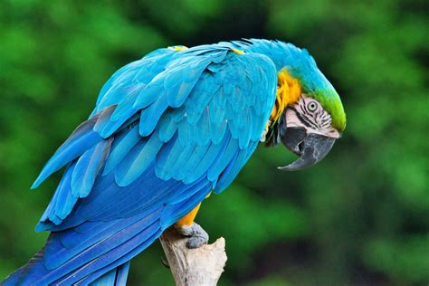 blue macaw pictures   images  unsplash