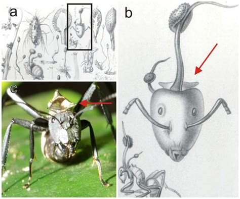 parasitic fungi   turn ants  zombies
