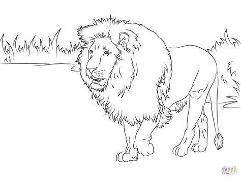 african lion coloring pages lion coloring pages coloring pictures