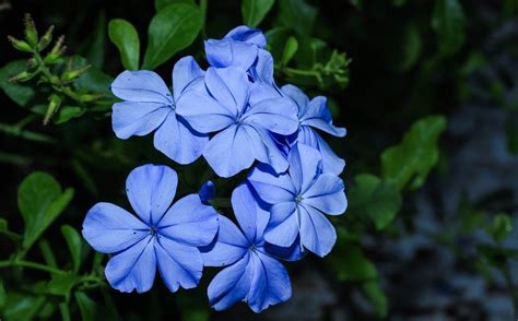 fleur bleue la liste des   belles pour votre jardin