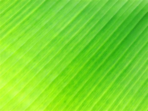 banana leaf wallpaper banana leaf flickr photo