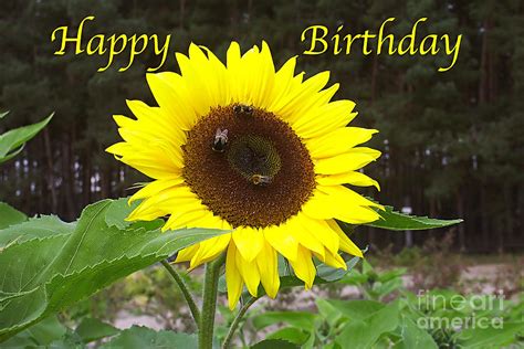 happy birthday greeting card sunflower photograph  sascha meyer