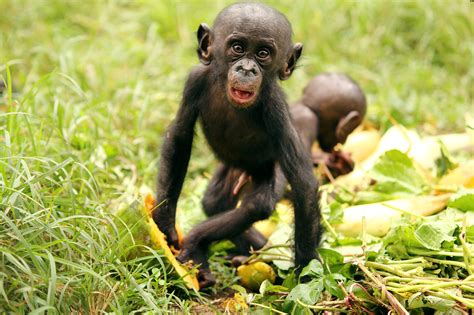 los bonobos prefieren rozarse con extraños materia