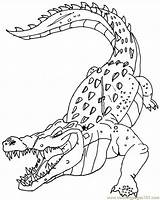 Crocodile Coloring Pages Color Animals Printable Print Animal Sheet Popular Coloringhome sketch template