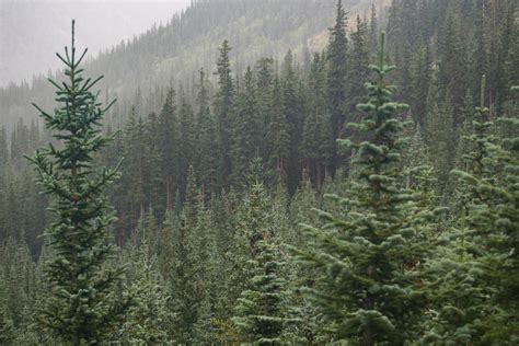 images tree nature wilderness mountain evergreen fir ridge