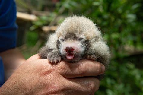 slew  cute baby animals   born   zoo   prepared  smile