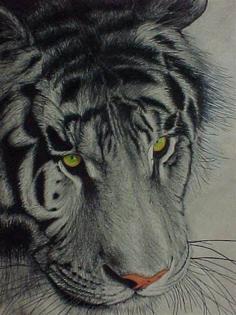 limited edition tiger prints drawingillustration  sale  ninaart