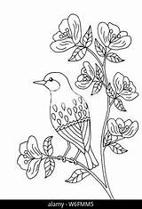 Flowering Sitting Branch Coloring Bird Tree Adults Children Alamy sketch template