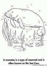 Manatee Coloring Pages Manati Sea Para Color Manatees Colorear Animal Book Sheets Cow Adult Colouring Books Dibujos Alzheimers Sketchite Kids sketch template