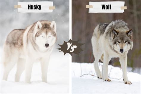 siberian husky  wolf   related key differences similarities