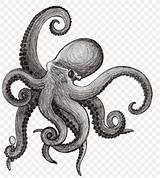 Polvo Kraken Squid Desenhos Tentacle Cephalopod Octapus Aquatic Invertebrates Griffe Miscellaneous Tentacles Pngegg Griffetattoo Hiclipart Clipartmag Mural Visitar Webstockreview sketch template