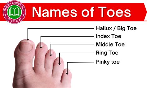 names  toes individual names  toes  feet onlymyenglishcom