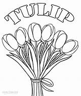 Tulip Coloring Pages Flower Tulips Flowers Kids Plant Printable Drawing Cool2bkids Vase Basil Color Print Experiment Science Getdrawings Applique Spring sketch template