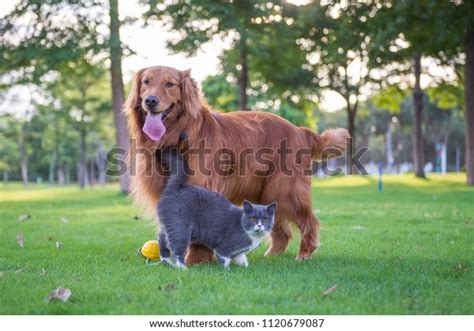 perros  gatos cortos britanicos juegan foto de stock  shutterstock