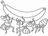 Coloring Together Ant Ants Pages Banana Lifting Three sketch template