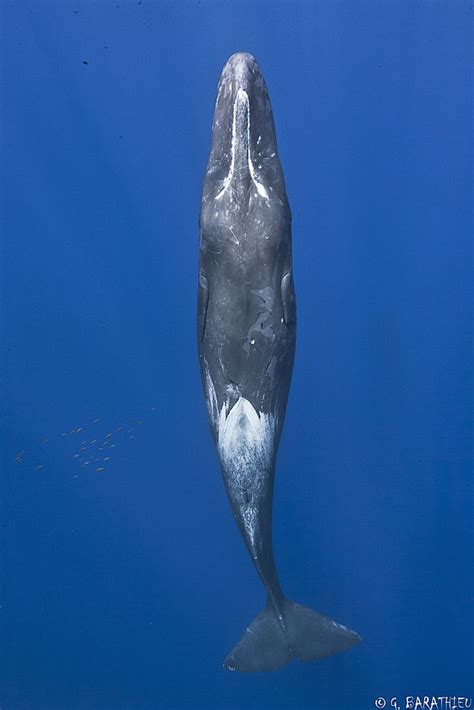 Thomas H And Sperm Whale Photograph Porn Clips