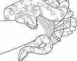 Coloring Pages Anaconda Python Boa Constrictor Snake Furry Ball Color Getcolorings Getdrawings Print Printable Designlooter Popular Colorings sketch template