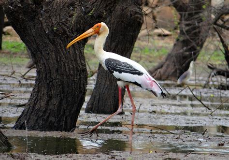 ranganathittu bird sanctuary mysore  visit  experience