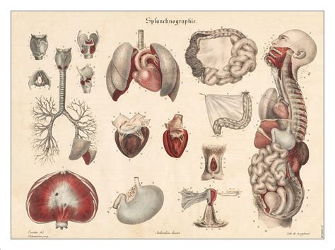 illustration  womans internal organs  top large intestine stock