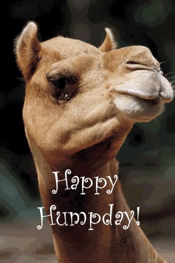 camel wednesday images with quotes quotesgram