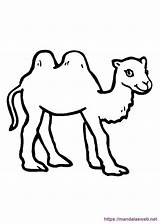 Camellos Dibujos Colorear Dromedarios sketch template