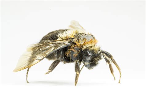 bug of the day the common eastern bumble bee uf ifas entomology and