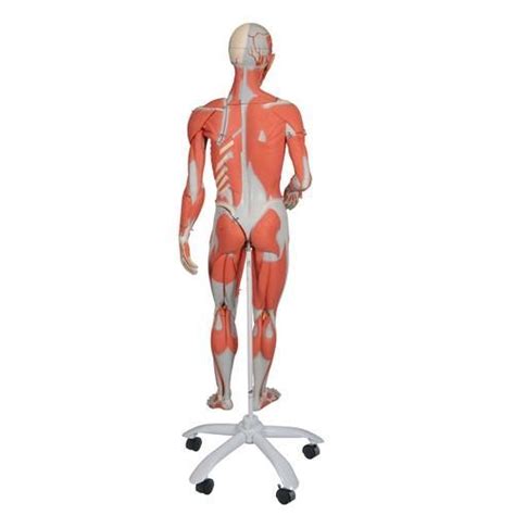 3 4 Life Size Dual Sex Human Muscle Model On Metal Stand 45 Part 3b