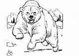Grizzly Coloring Pages Bear Printable Getdrawings sketch template