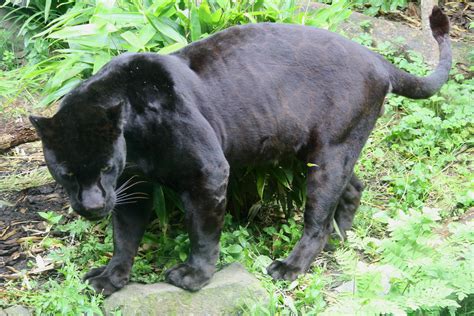 fileblack jaguar panthera oncajpg wikimedia commons