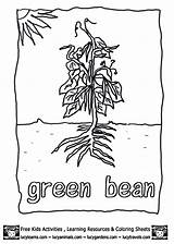 Coloring Beans Green Growing Plants Pages Bean Plant Template Clipart Cycle Popular String Library Coloringhome sketch template