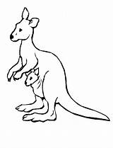 Kangaroo Colorat Cangur Canguro Planse Desene Animale Australian Salbatice Canguri Imagini Drawings Aussie Fise Cuvinte Cheie Coloured Uteer sketch template