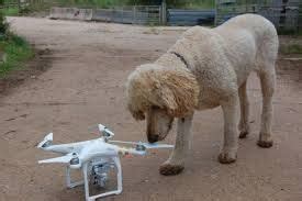 drone   dog drone news dogs drone