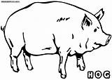 Hog Coloring Pages Animal Colorings Print sketch template