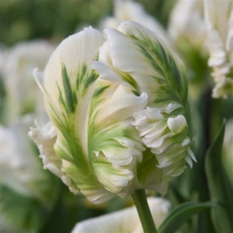 tulipan bialo zielony papuzi white rebel  ceb  allegropl