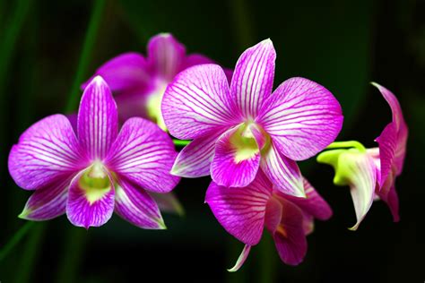 orchid evolution van de peer lab
