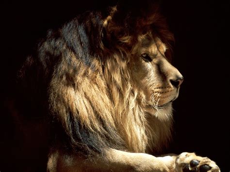 male african lion lions wallpaper  fanpop